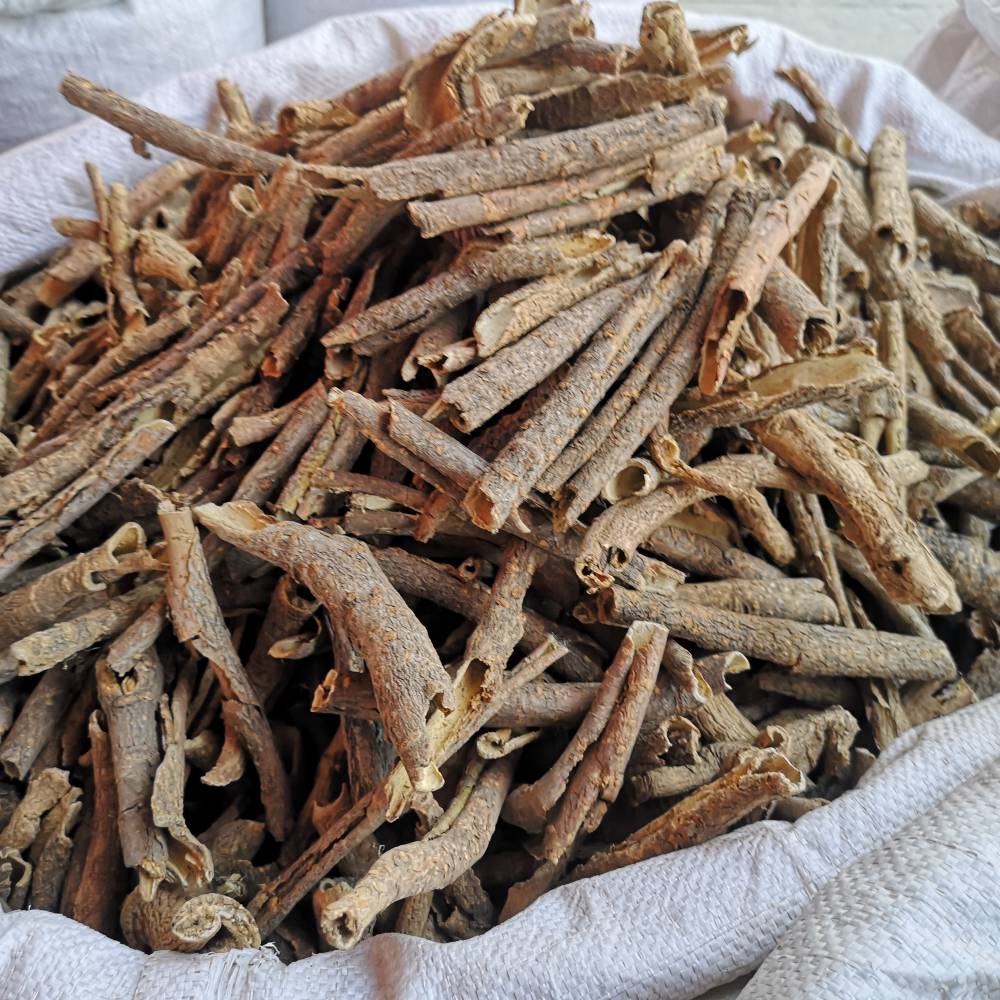 刺五加的藥用價(jià)值與相關(guān)應(yīng)用場(chǎng)景